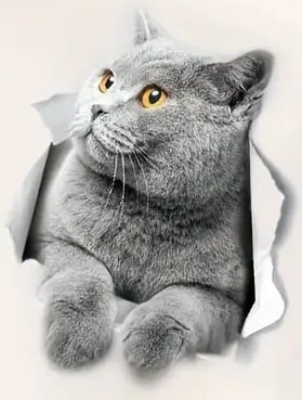 "New" Adorable Grey Cartoon Kitten Pet Series Decoration Set 19