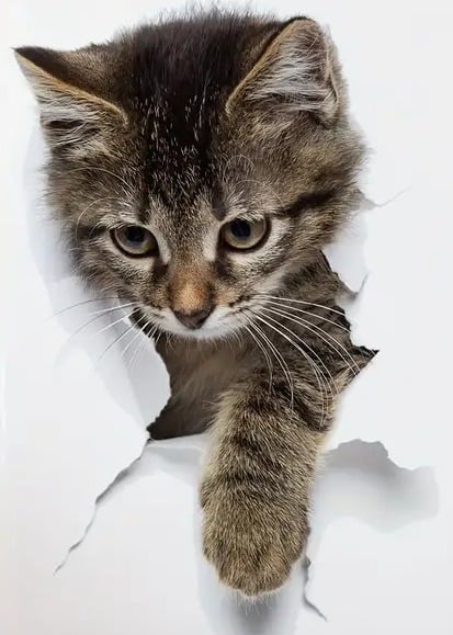 "New" Gray Cat 3D Visual Effect Toilet Sticker 19