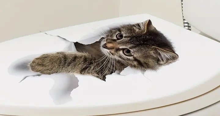 "New" Gray Cat 3D Visual Effect Toilet Sticker 19