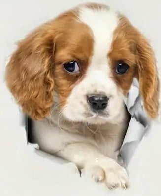 "New" Cute Pet Puppy Toilet/Refrigerator Sticker 19
