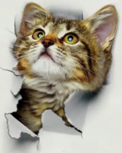 "New" Cute 3D Hole Cat Pattern Toilet Lid Decal 19