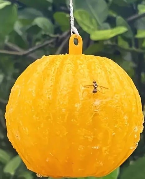 "New" Effective Pest Control Solution: Sticky Worm Ball Fruit Fly Traps       20